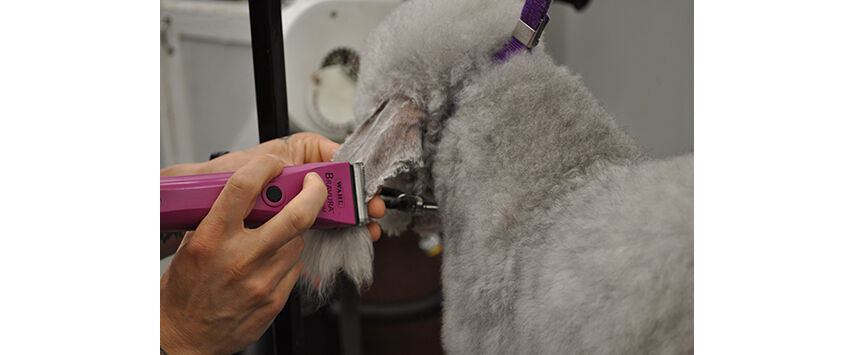 How to Groom a Bedlington Terrier
